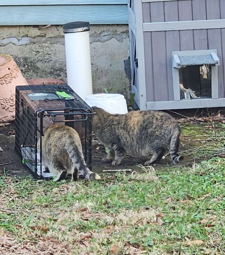 Paul Nadler setting up traps