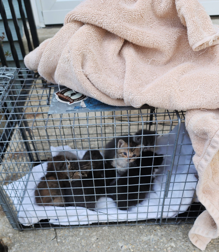 Nadler examining the kittens' eyes