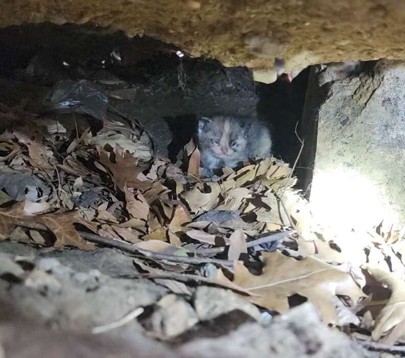 Tiny kitten under the steps