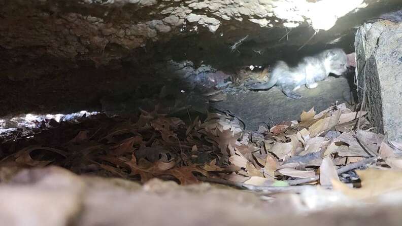 Rescuing kittens from the den