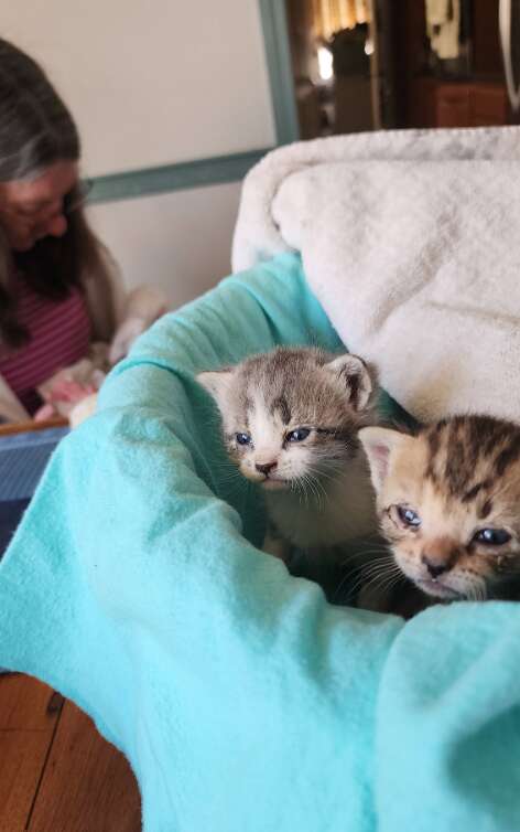 Kittens in incubator