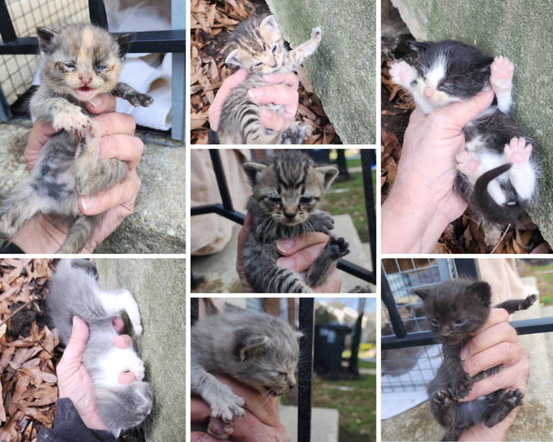 Seven kittens rescued