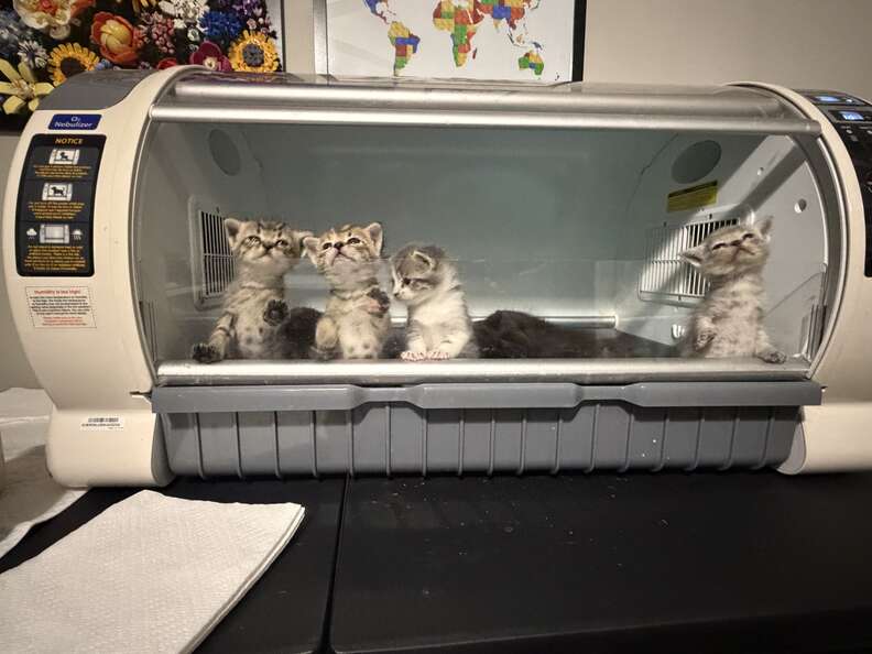 仲良し子猫たち