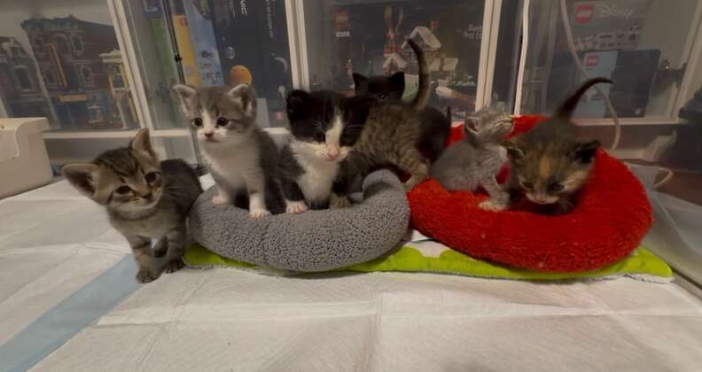 More kittens to care for