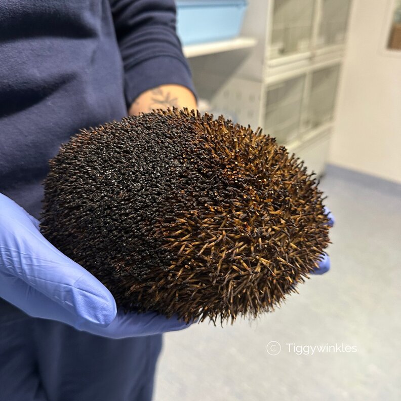 A burnt hedgehog at a wildlife hospital