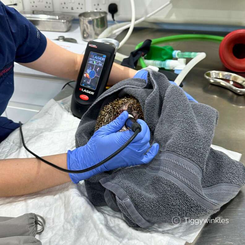 A burnt hedgehog gets treatment at vet