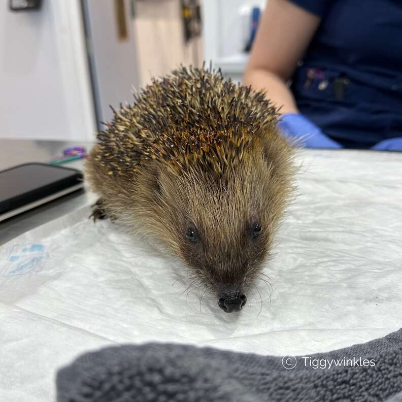 An adorable hedgehog looks ahead