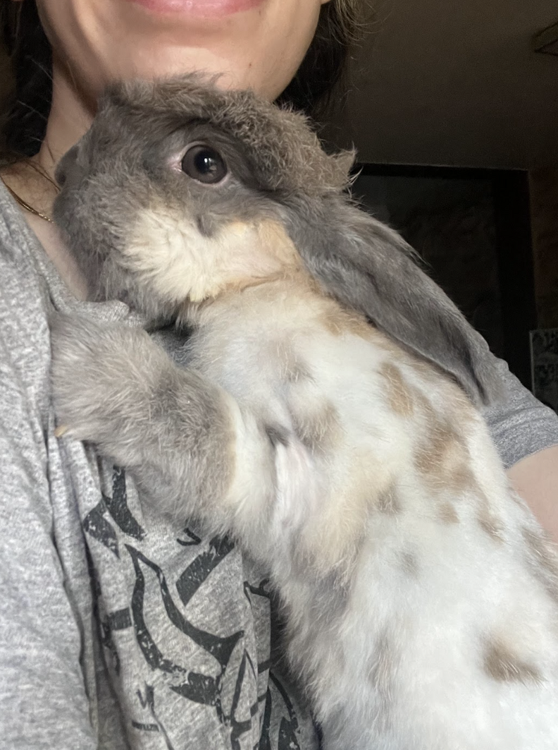 Rabbit Who Keeps Losing Her Home Hugs Rescuer When She Finally Feels ...