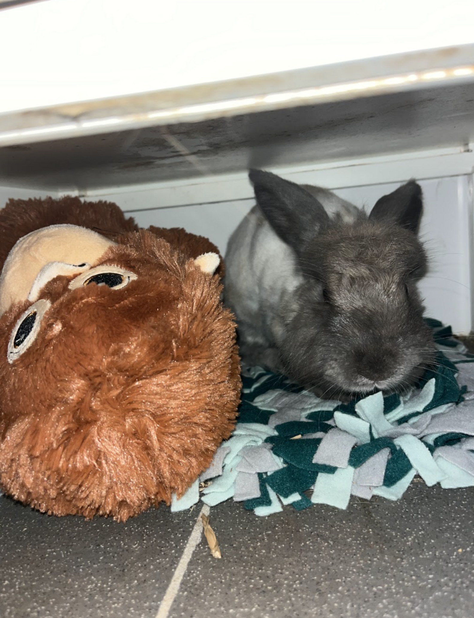 Rabbit Who Keeps Losing Her Home Hugs Rescuer When She Finally Feels ...