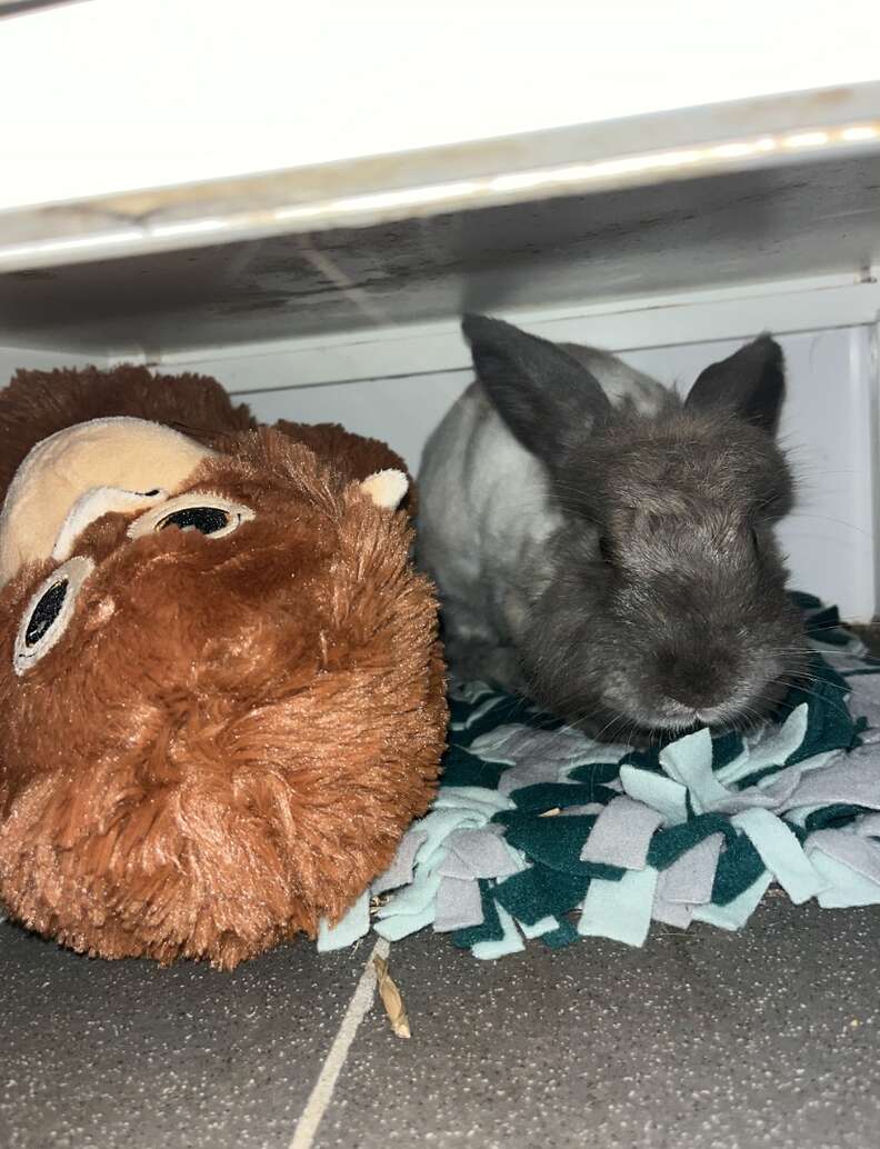 Lovage Rabbit Safe Rabbit Who Keeps Losing Her Home Hugs Rescuer When She Finally Feels ...