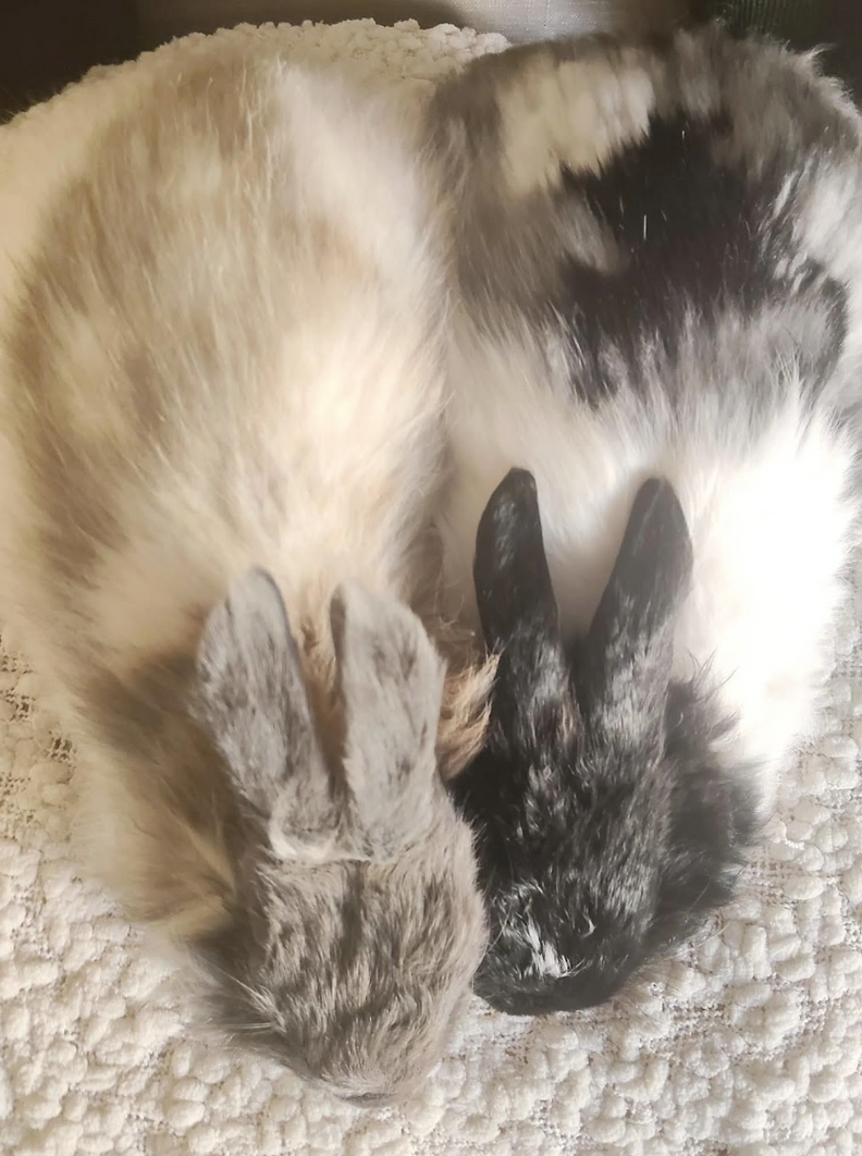 Rabbit Who Keeps Losing Her Home Hugs Rescuer When She Finally Feels ...