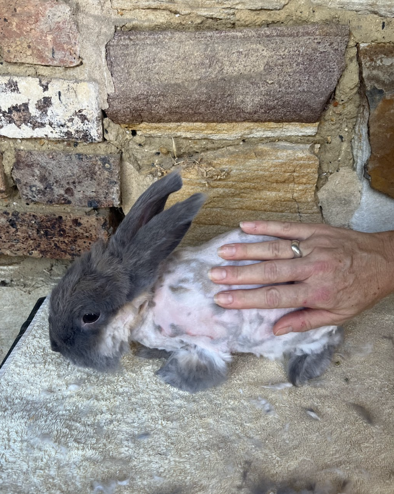 Rabbit Who Keeps Losing Her Home Hugs Rescuer When She Finally Feels ...
