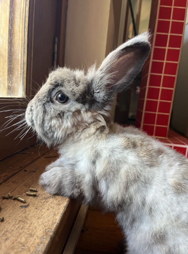 Rabbit Who Keeps Losing Her Home Hugs Rescuer When She Finally Feels ...