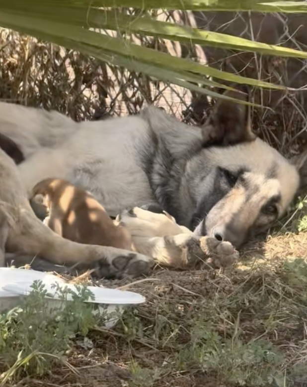 ママ犬と子犬の画像