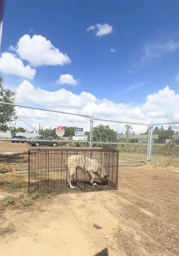 子犬たちの画像