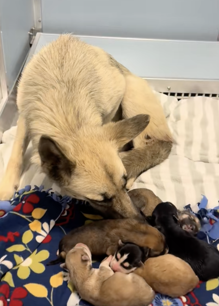 プラダと子犬たちの画像