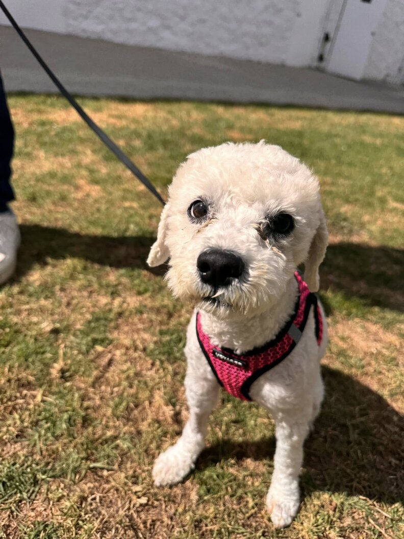 変身後のリコシェット