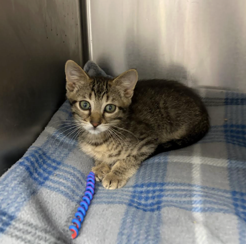 救出された子猫