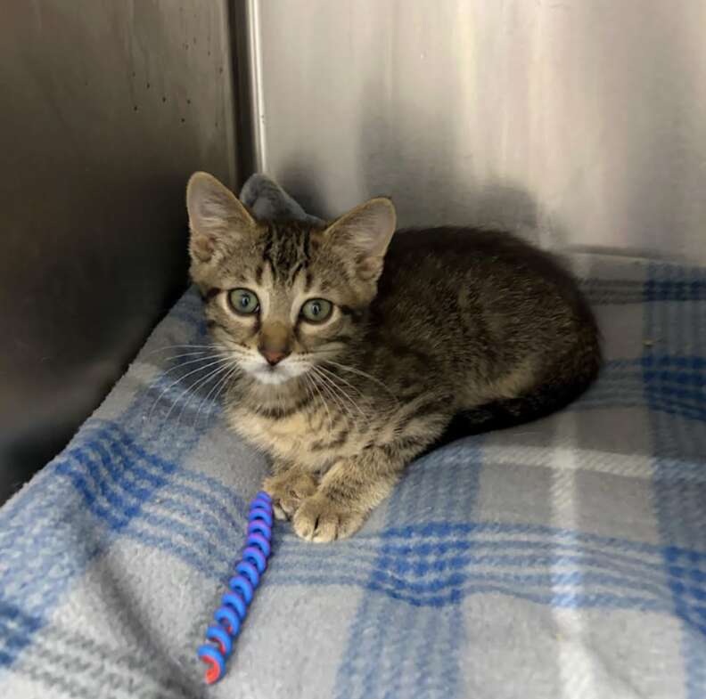 救出された子猫