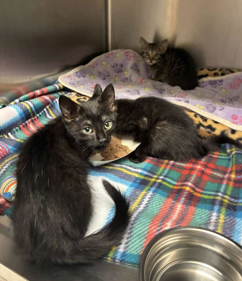 三匹の子猫たち