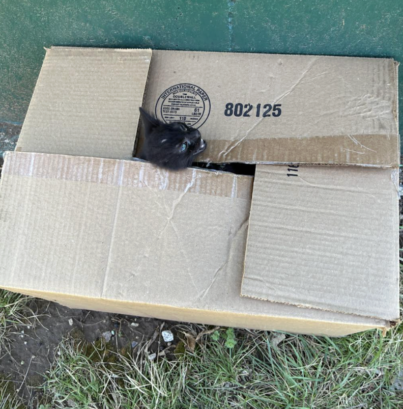 段ボールの中の子猫