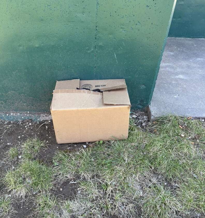 Cardboard box in park