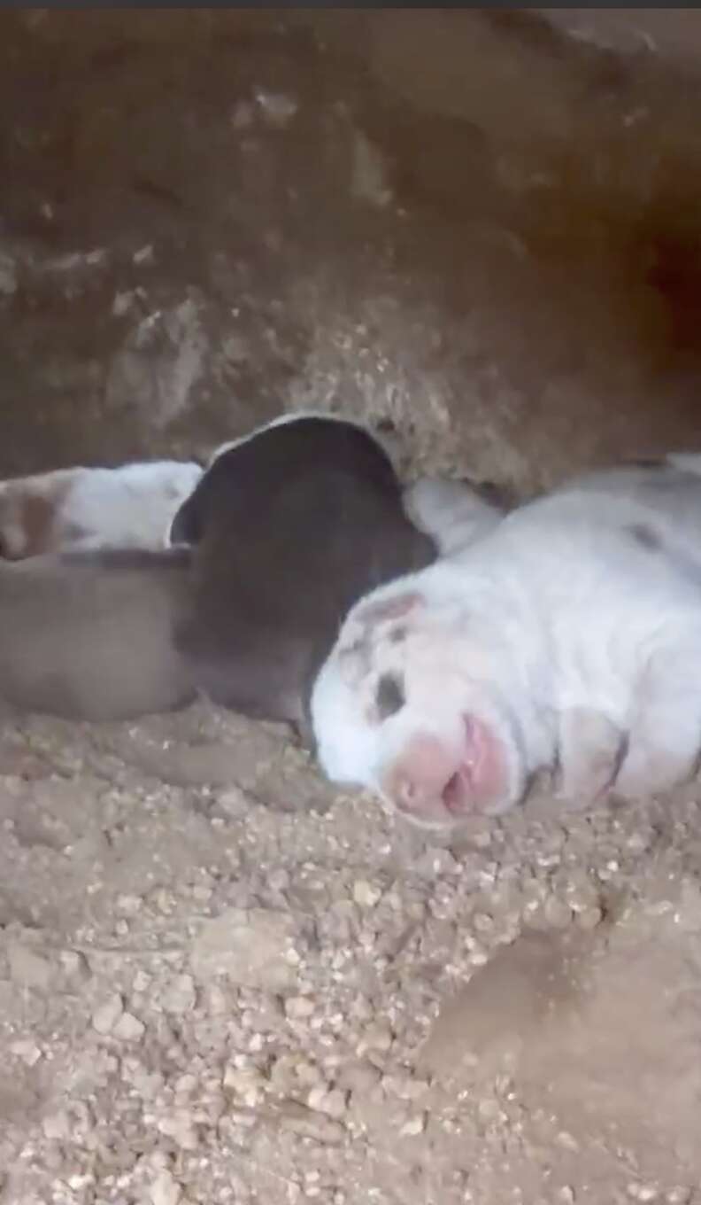 回復中の母犬と子犬たち