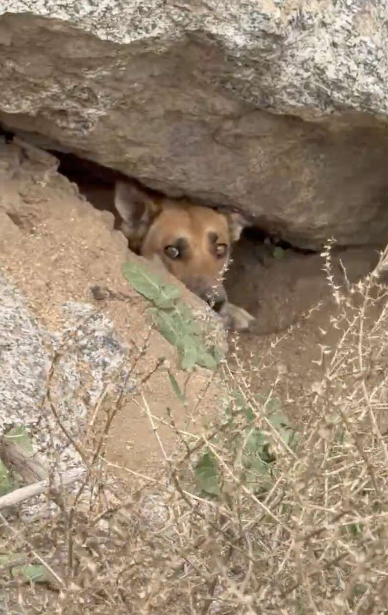 犬が洞窟から顔を出す