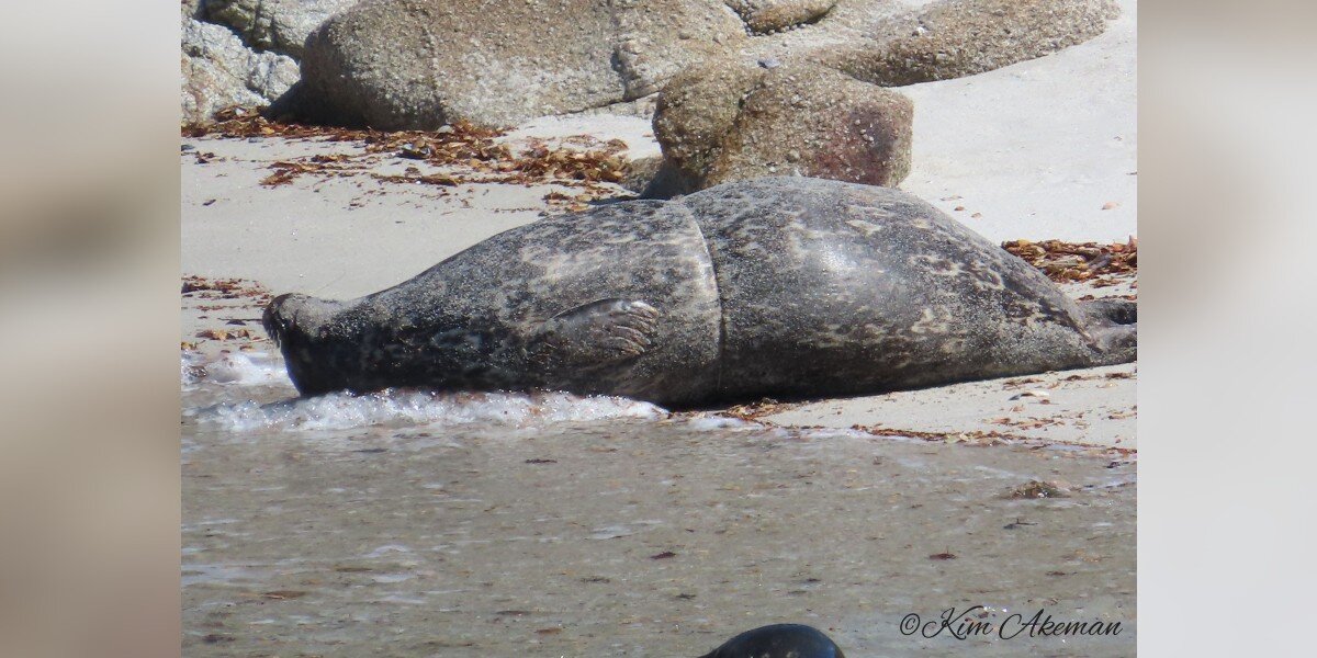 Following Her Journey: From Beach to Beach and Swim to Swim