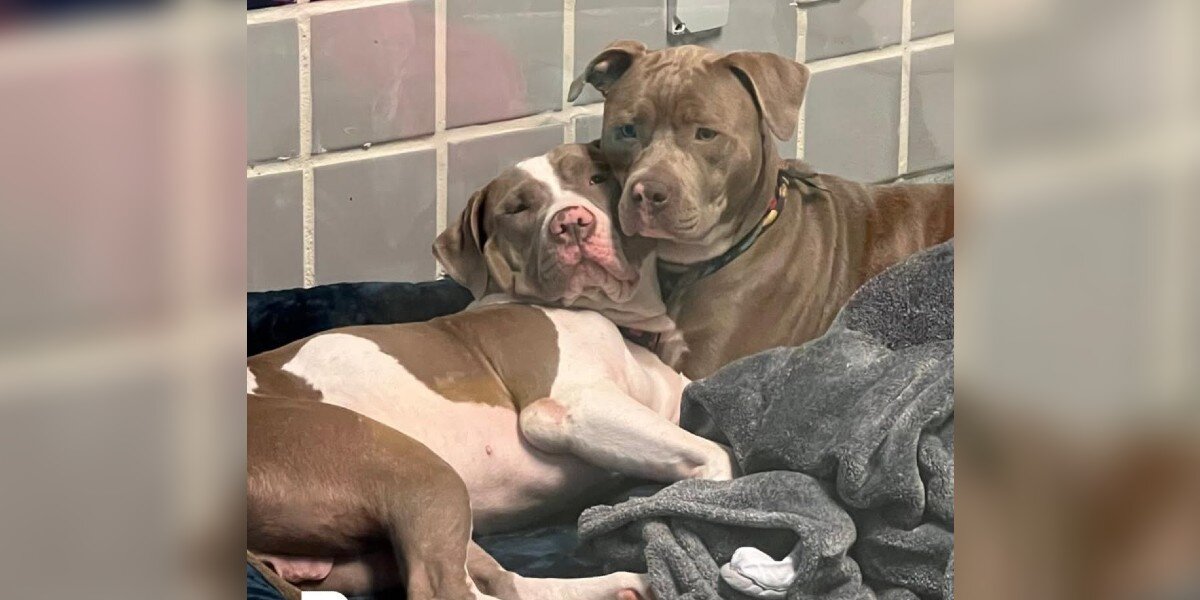 From 'No Pets Allowed' to a Full House: How Four Rescue Dogs Transformed a Family