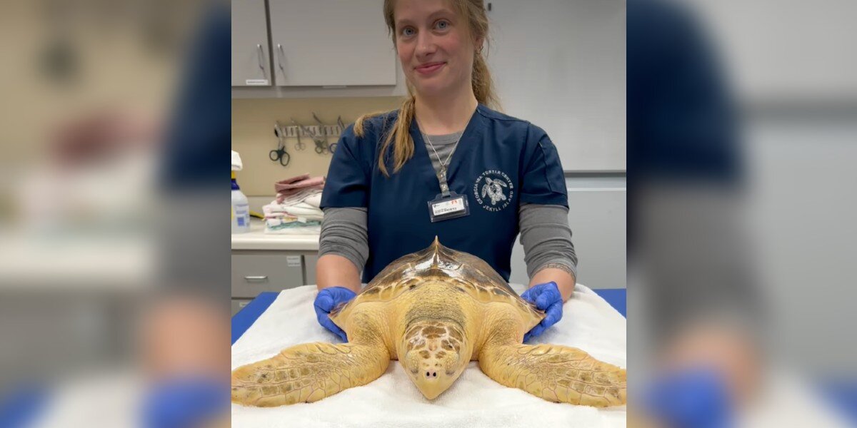 Rescuers Notice Sea Turtle Has An Unusual Appearance — So They Run A ...