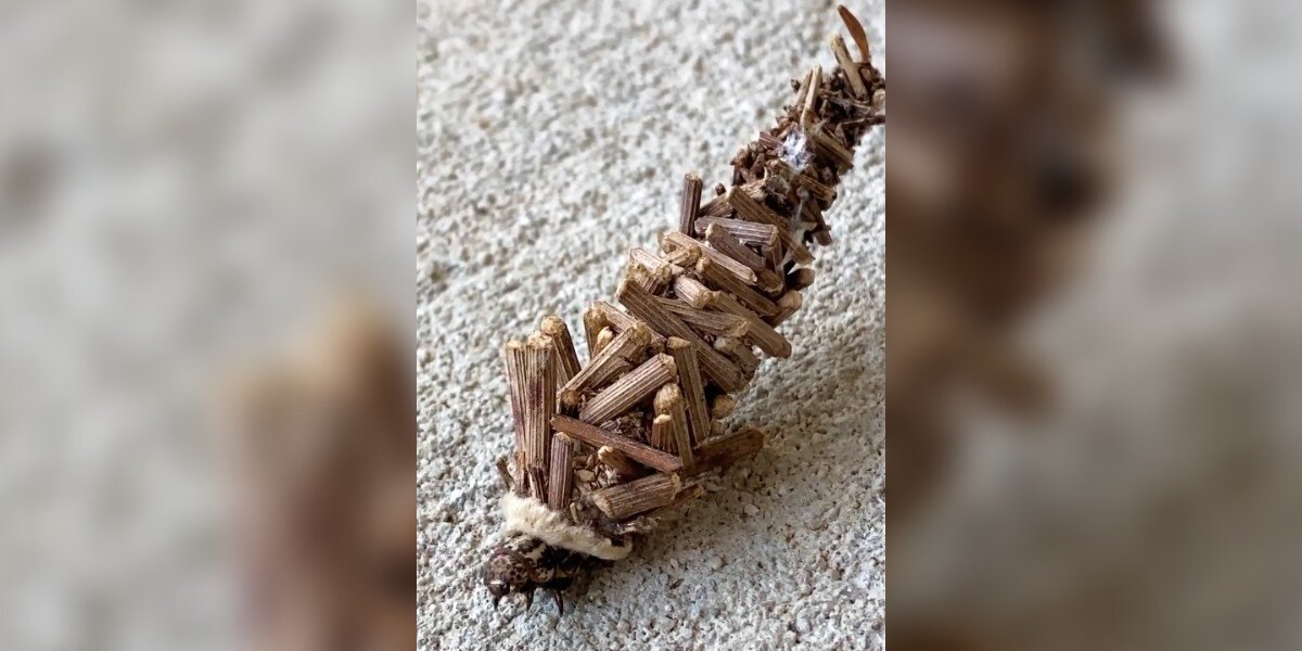 Homeowner Spots Clever Insect Carrying An Entire Log Cabin On Its Back ...