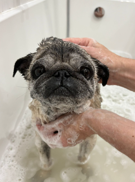 Pug being bathed in a tub with soapy water, held gently by hands.