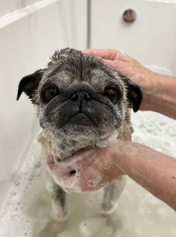 Pug being bathed in a tub with soapy water, held gently by hands.