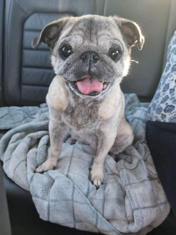 Happy pug sitting on a gray blanket in the backseat of a car.