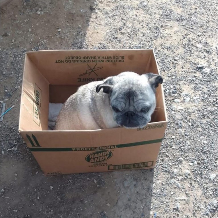 Pug curled up inside a cardboard box outdoors on gravel ground.