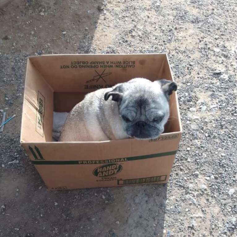 Pug curled up inside a cardboard box outdoors on gravel ground.