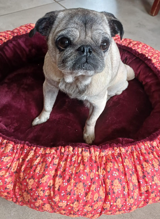 Pug sitting in a red patterned dog bed indoors, looking up at the camera.
