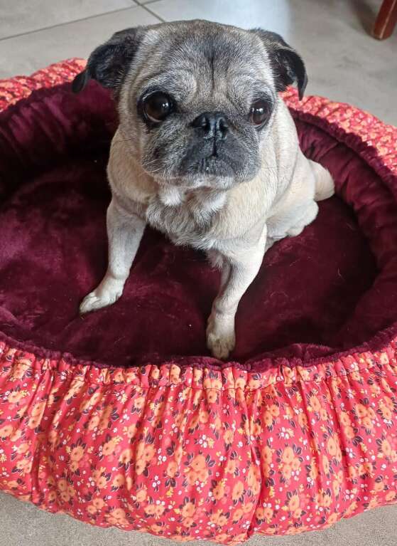 Pug sitting in a red patterned dog bed indoors, looking up at the camera.
