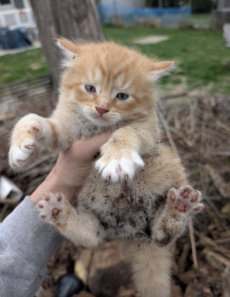 Heartwarming Rescue: Abandoned Rabbit Den Yields Two Orange Babies ...