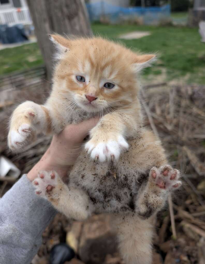 Debacker with the rescued kittens