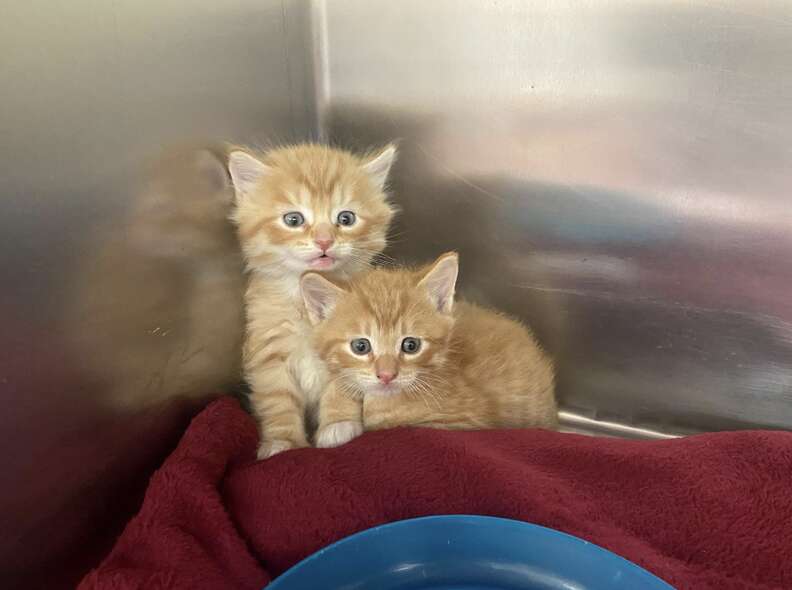 A moment of compassion as Debacker tends to the kittens