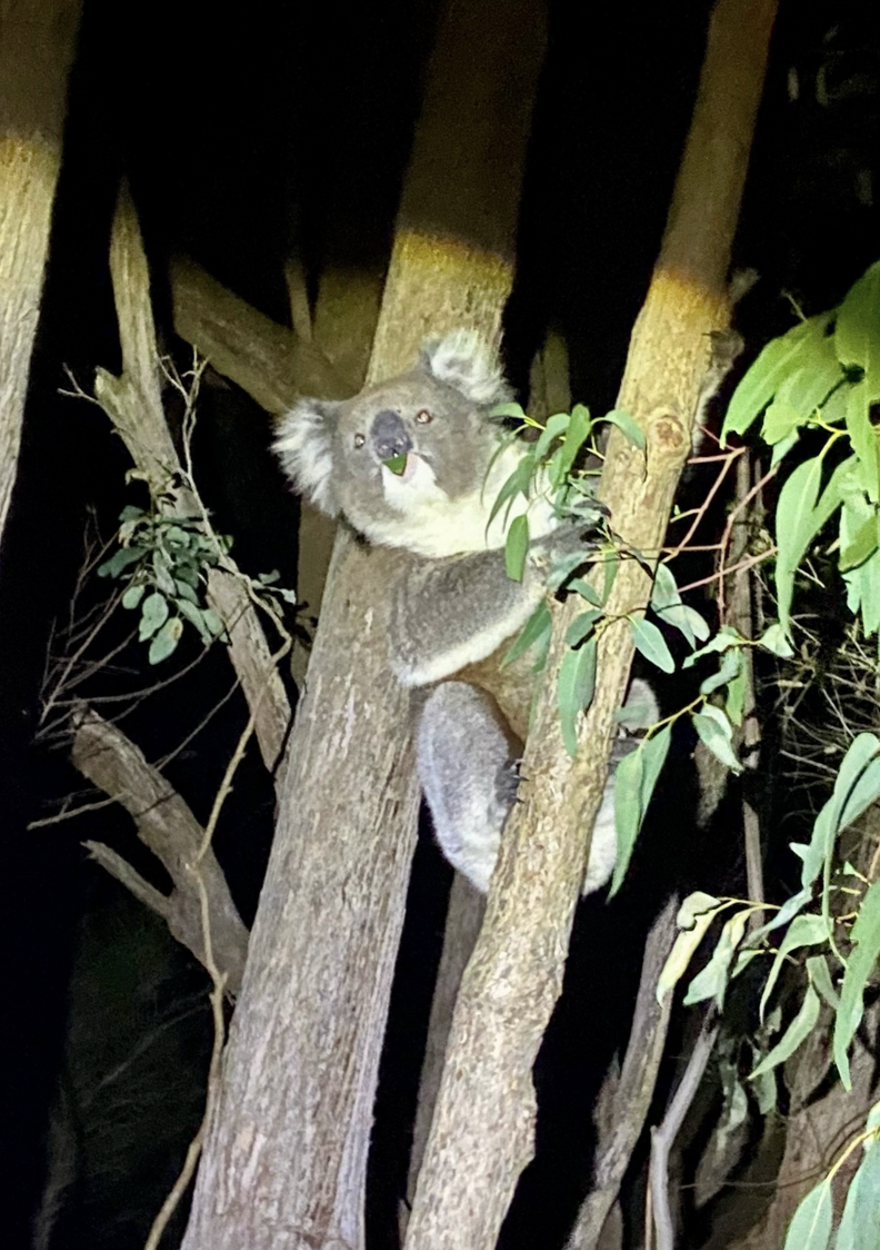 Little Koala Faces Every Danger Threatening Her Species — Then Help ...