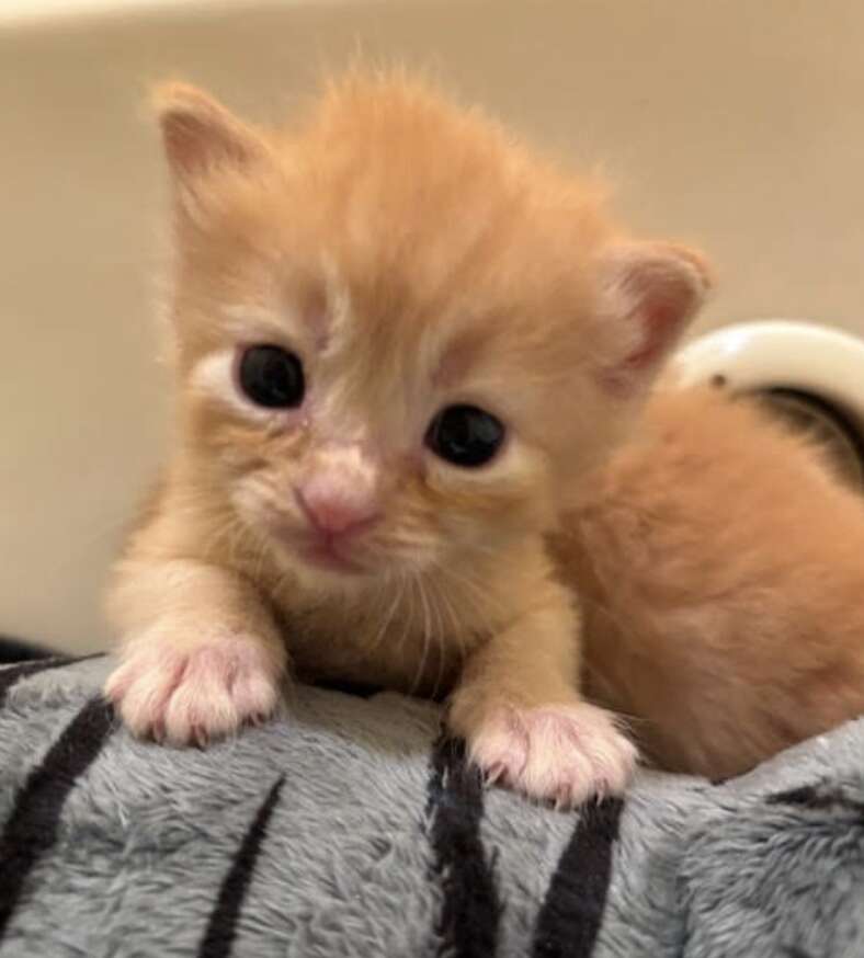 オレンジの子猫