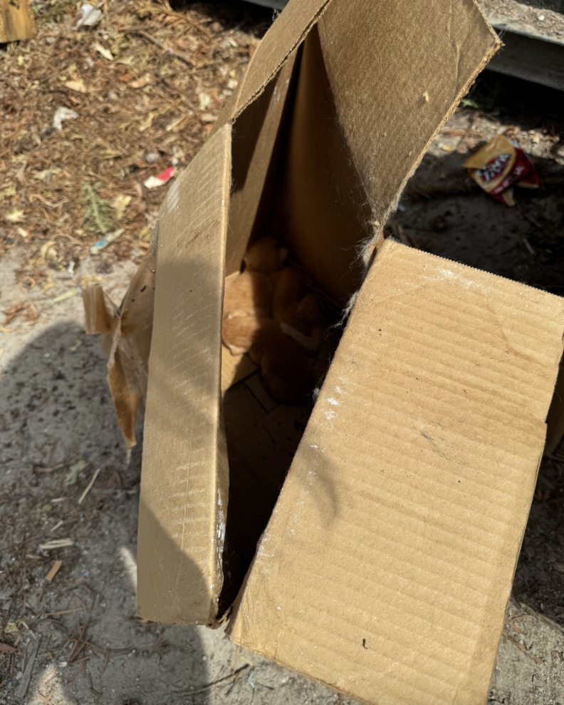 箱の中の子猫たち