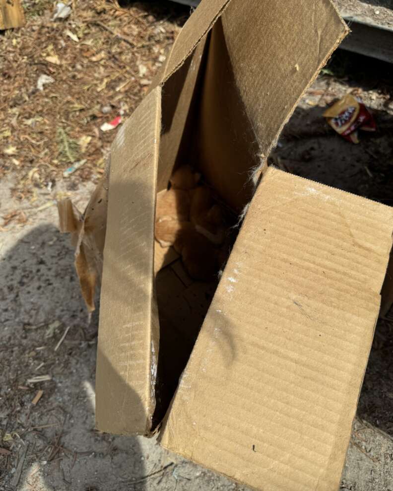 箱の中の子猫たち