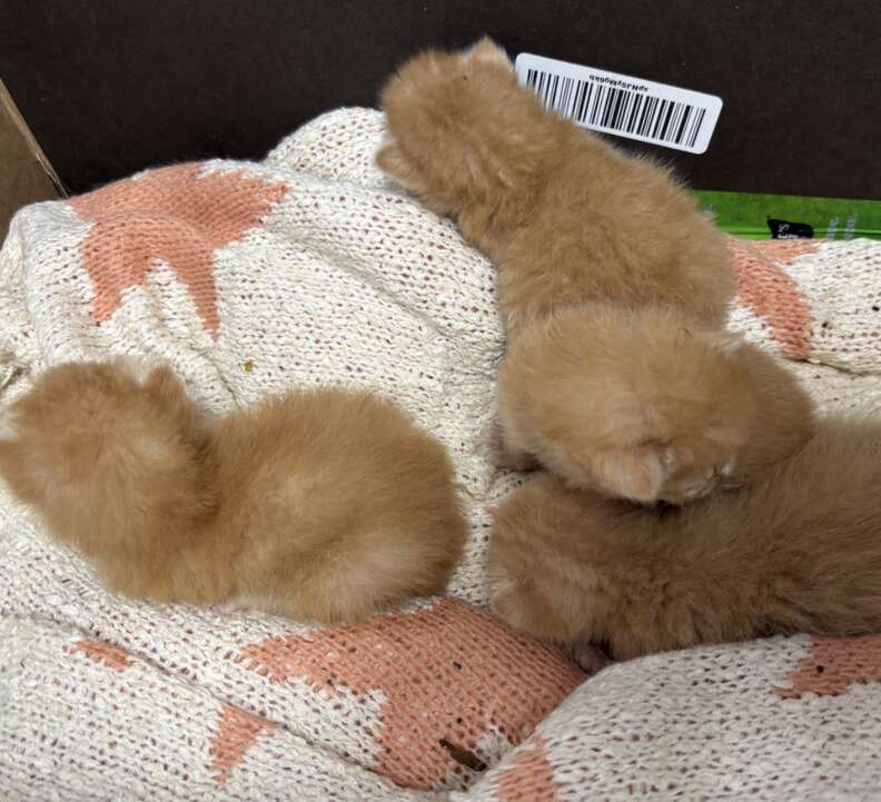 あたたかい場所で休む子猫たち