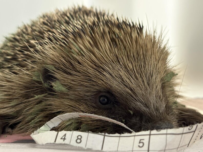 ダッフィーの様子