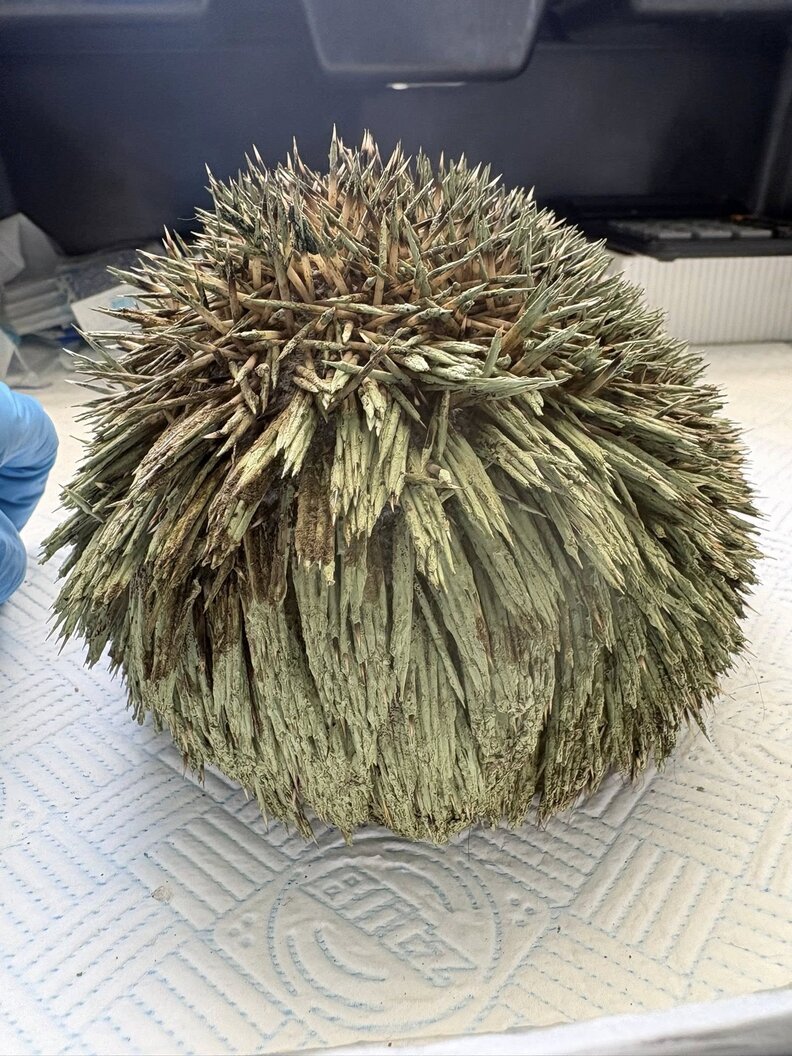 野生のハリネズミ