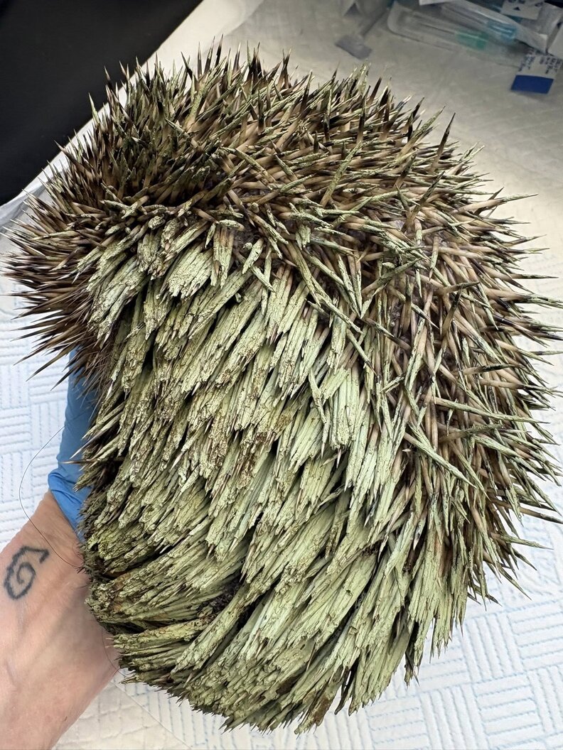 ハリネズミの状態